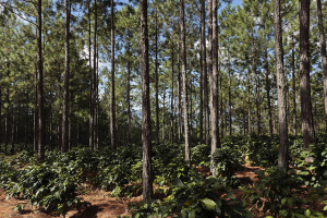 Shade grown coffee in pine forests, an example of an agorforestry system, in Agua Amarilla Microwatershed, Opalaca Reserve in San Juan Intibucá, Honduras