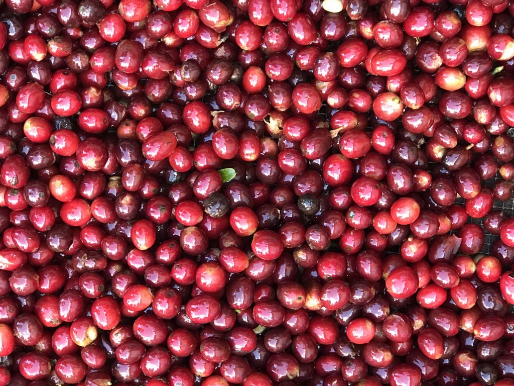 Cherries Sorted for Drying - Finca San Rafael (Photo by CRS/Hicks 2017)