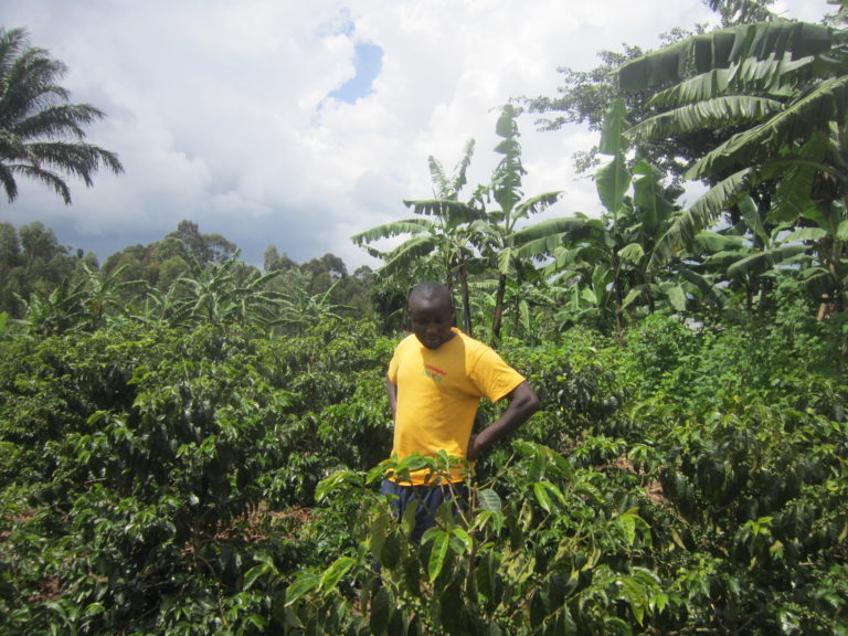 Uganda Plots Major Coffee Sector Growth Coffeelands