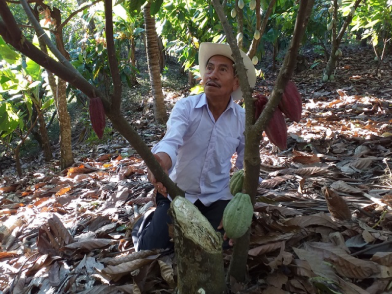 Cacao Agroforestry Systems – A Cost Benefit Analysis | Coffeelands