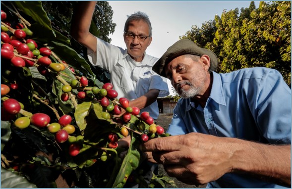 Price-effective espresso farm renovation and rehabilitation